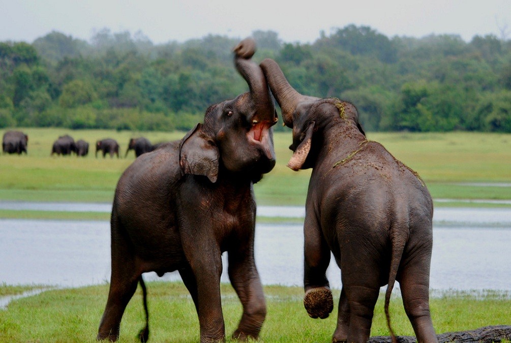 Wilpattu